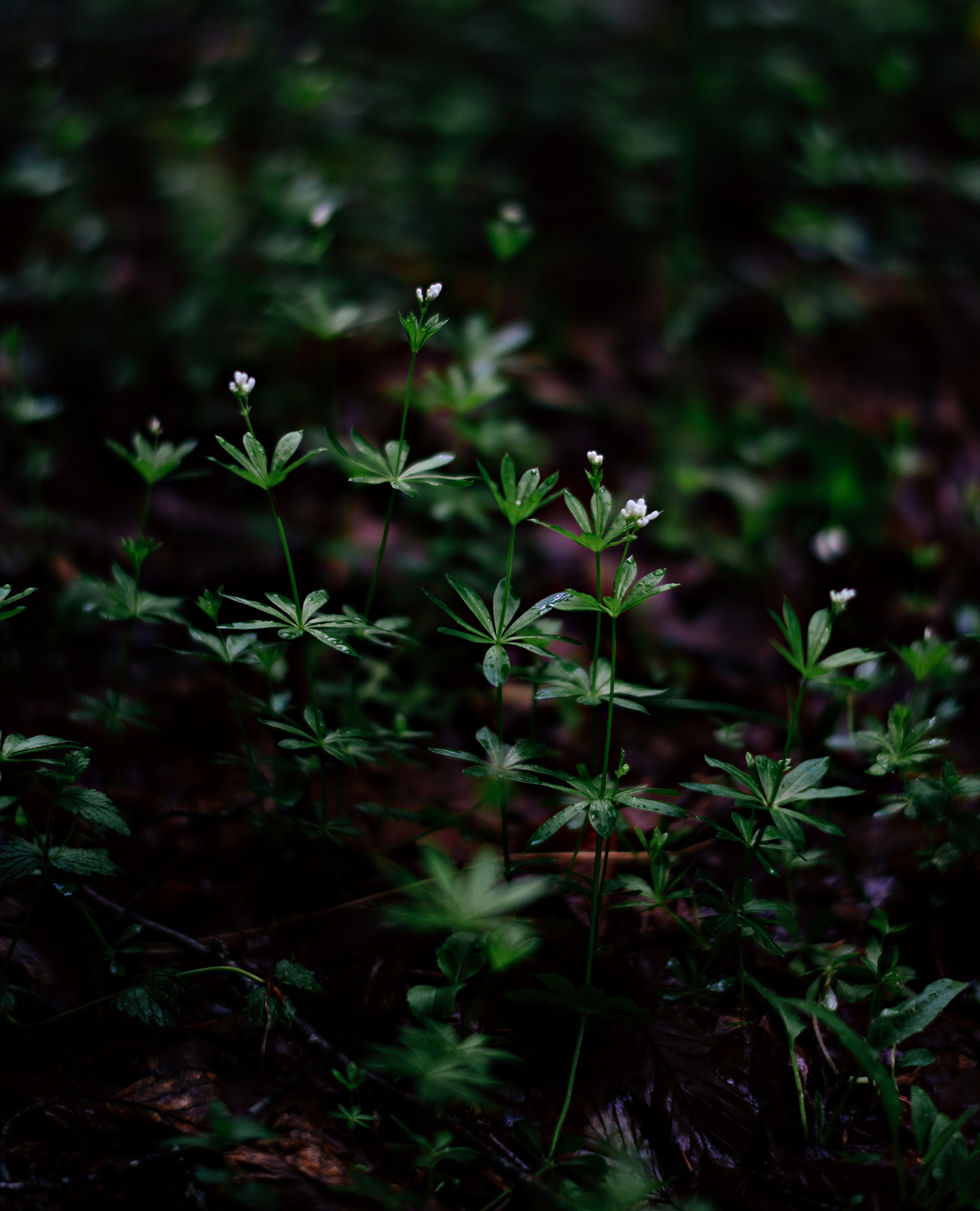 herbes pour la cuisine gastronomique